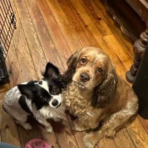 YOUR DOG WANTS THIS!! 🐾 Live show listing